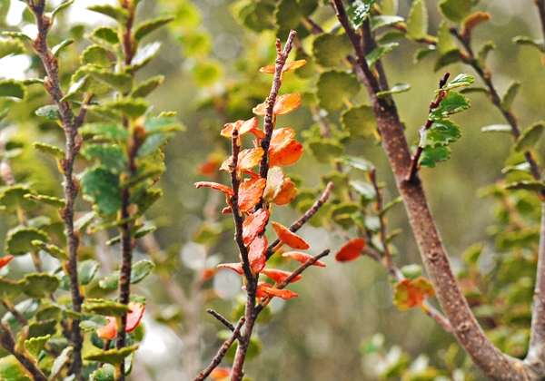 A fagus.JPG