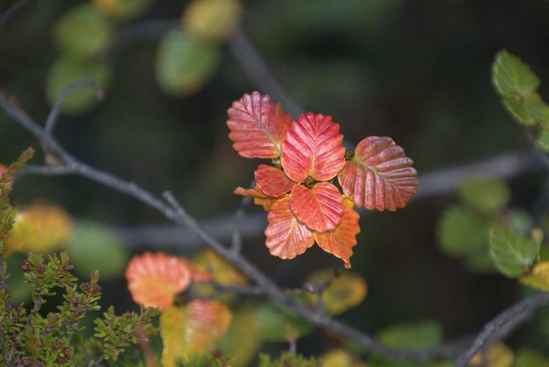 fagus red 1.jpg