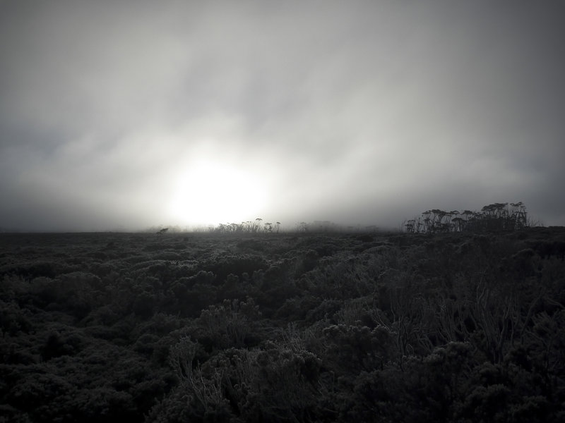 Wombat Moor Mourning.jpg