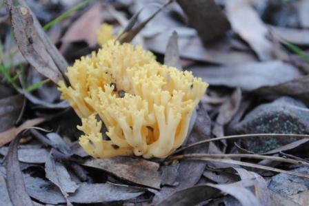 yellow coral fungi - Cooks Mill.jpg