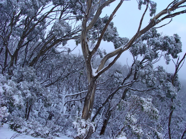 Trees.jpg