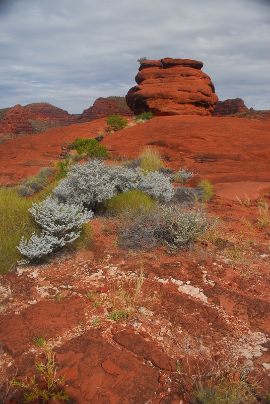 The trip - Alice Springs - Palm Valley 250 sp.jpg