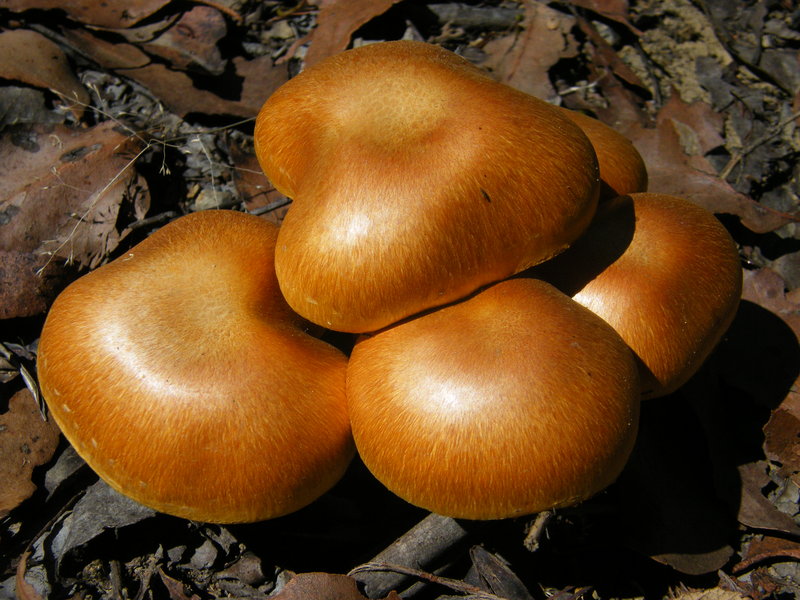 Denison Forest Fungai.JPG