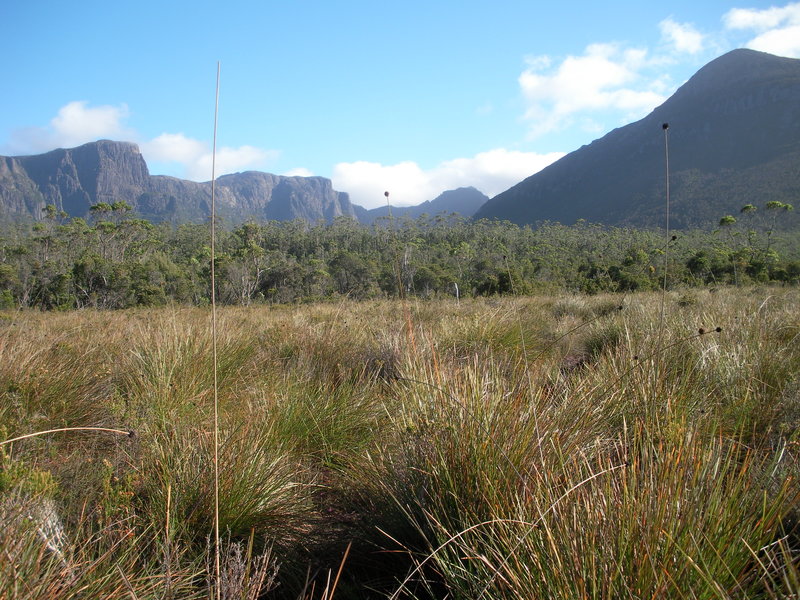 213 Buttongrass plains.JPG