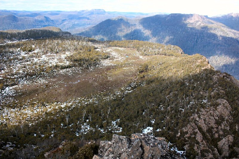 Scoparia plain.JPG