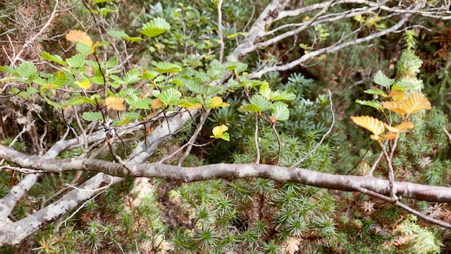 fagus.jpg