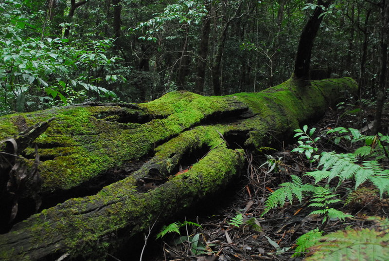 Barrington Tops - Rocky Crossing (5).jpg