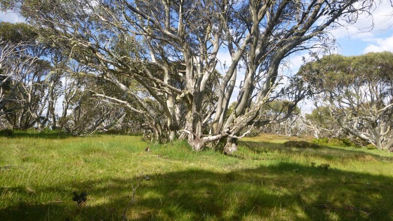 Diamantina trees S.jpg