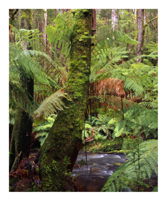 6802-5_Rainforest by Youngs Ck_GONP.png