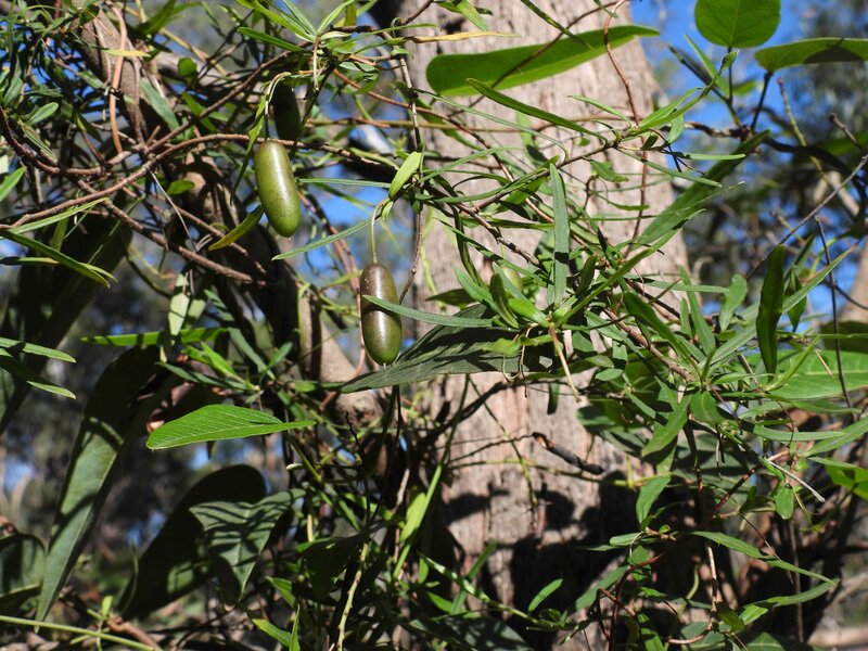 DSCN0079 Billardieria mutabilis.JPG