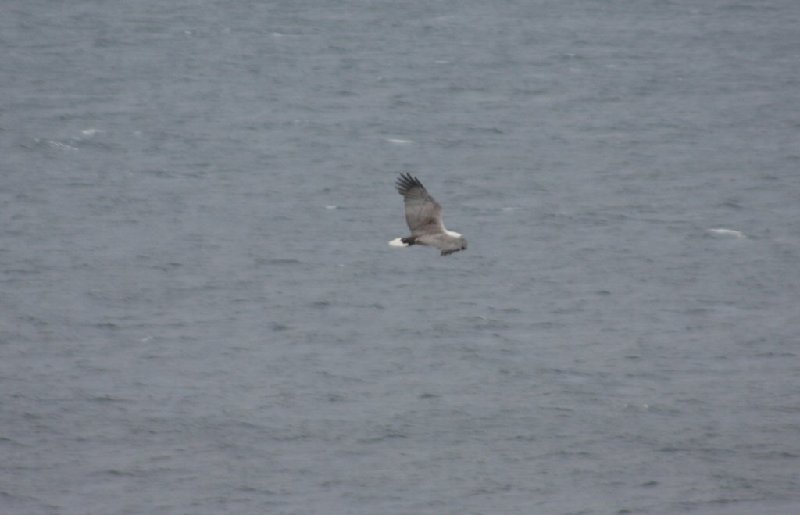 Sea Eagle.JPG