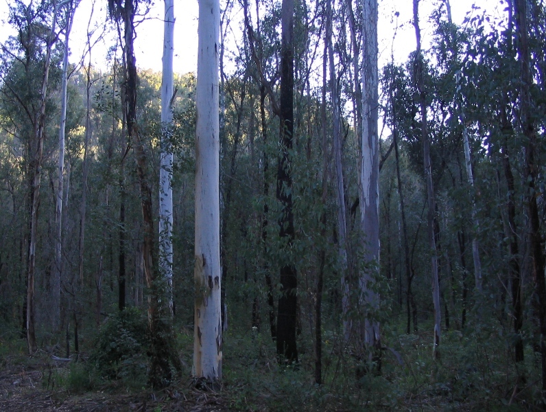 Blue Gums on Little River Trail.jpg