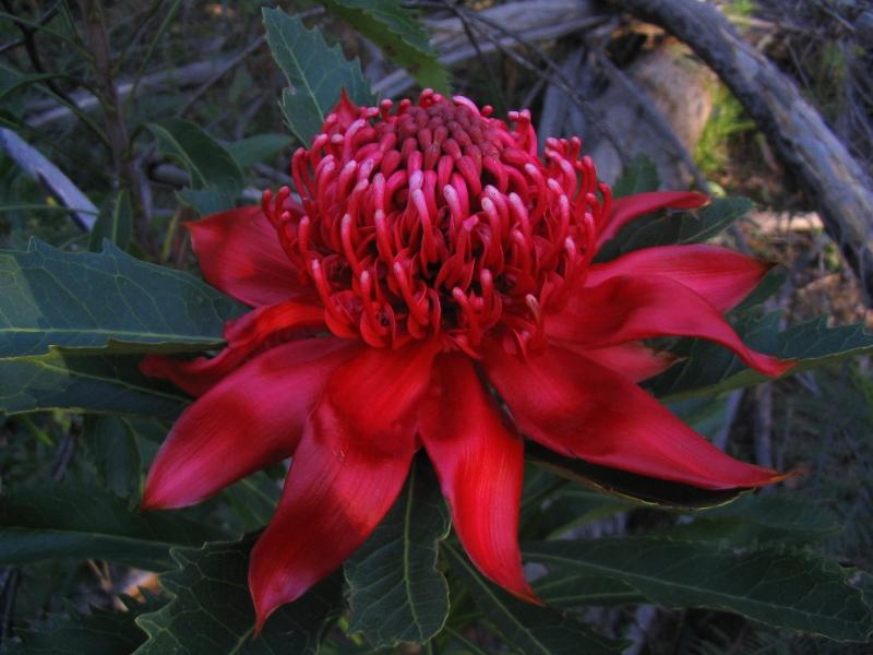 Blue Gum Creek Waratah.jpg