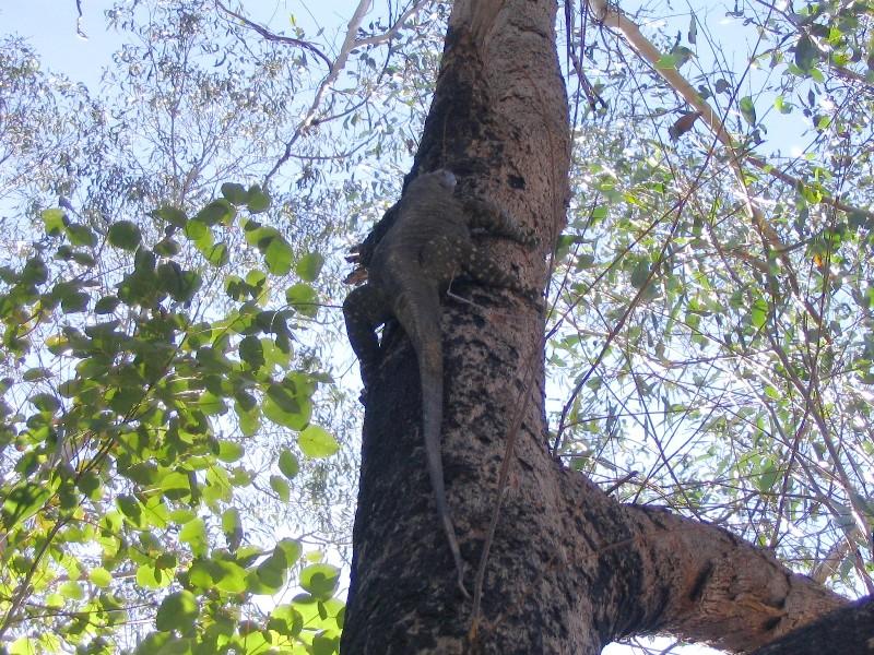 Lace Monitor.jpg