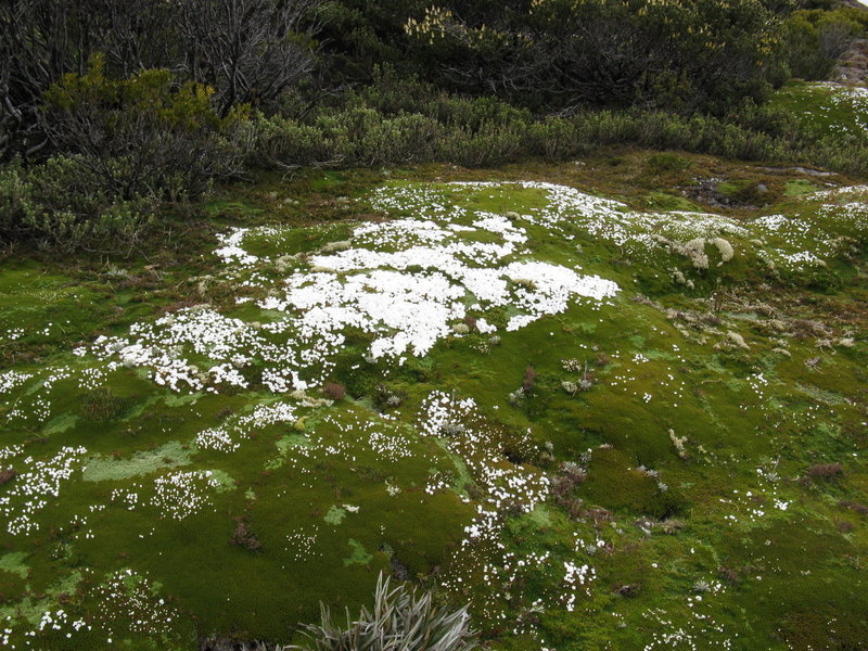 IMG_4708 Dracophyllum minimum Newdegate Pass.JPG