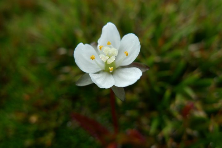 Flower.jpg