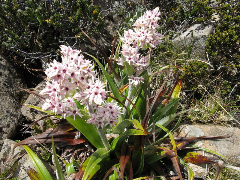 IMG_4710 Milligania lindoniana.JPG