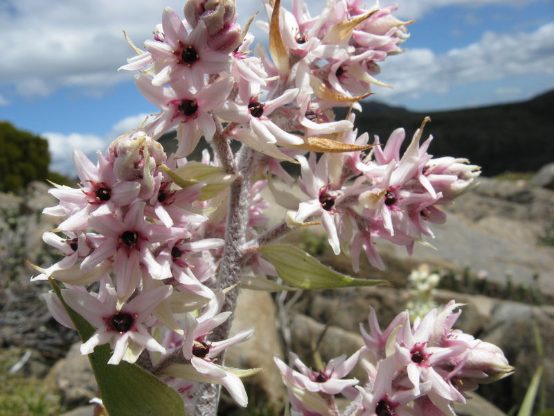 IMG_4712 Milligania lindoniana.JPG