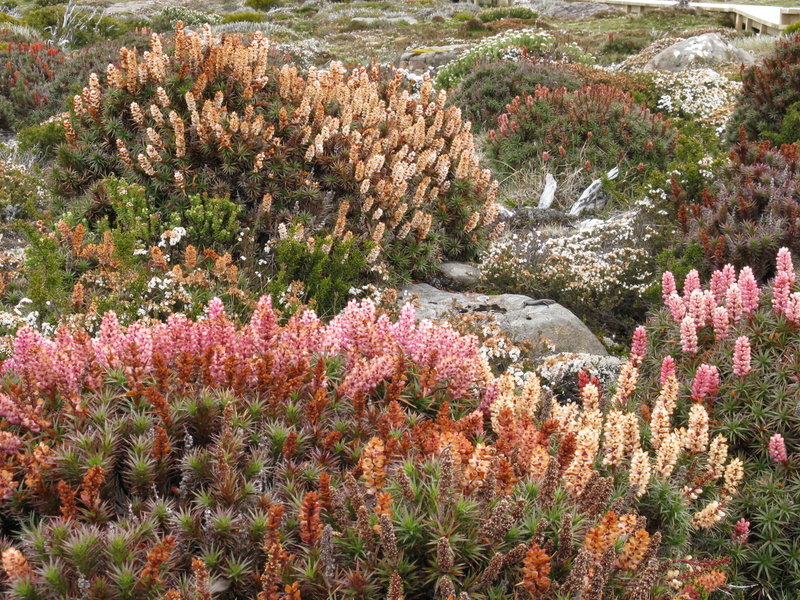 IMG_4705 Richea scoparia Newdegate Pass.JPG