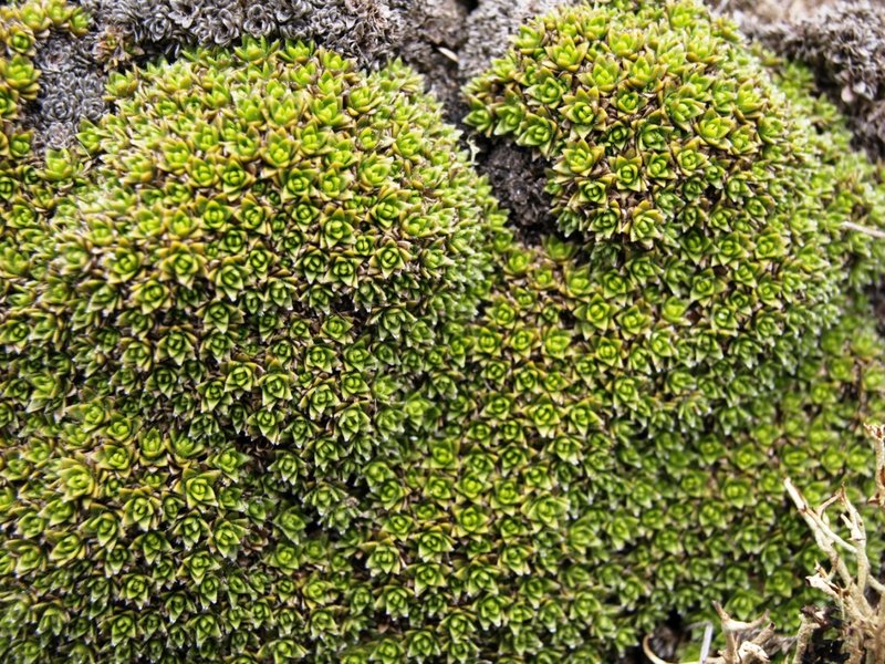 Cushion3.JPG