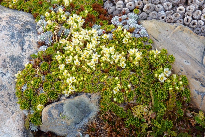 2280NZCushionPlant.JPG