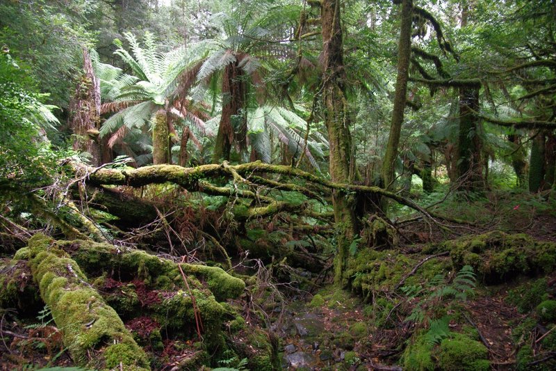 4174Moss&Fern.jpg