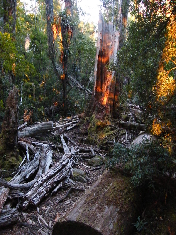 First Light Denison Forest.JPG