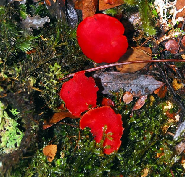 Whyte River Track - hygrocybe firma (2).jpg