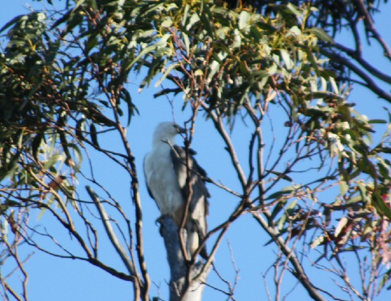 Sea Eagle 1.JPG