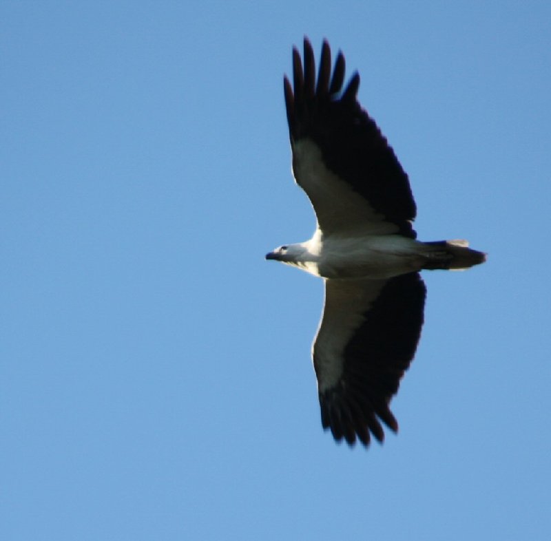 Sea Eagle 2.JPG