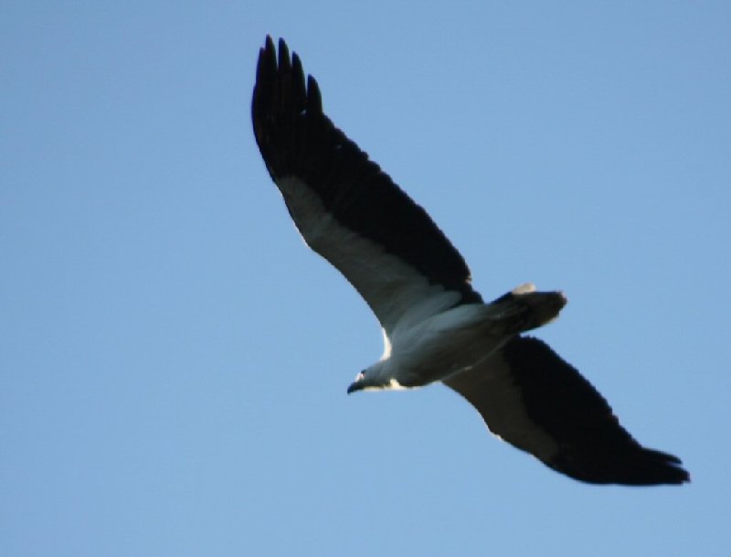 Sea Eagle 3.JPG