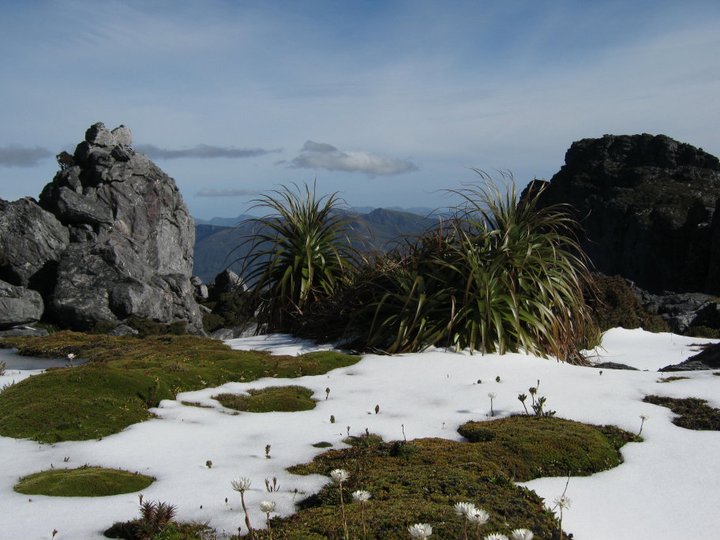 Day2 alpine garden Mt Orion.jpg