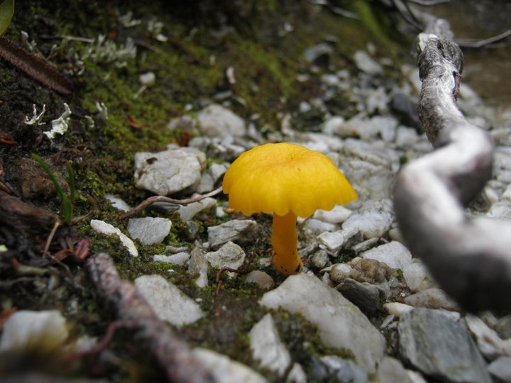 Day4 Haven Lake gold mushie.jpg