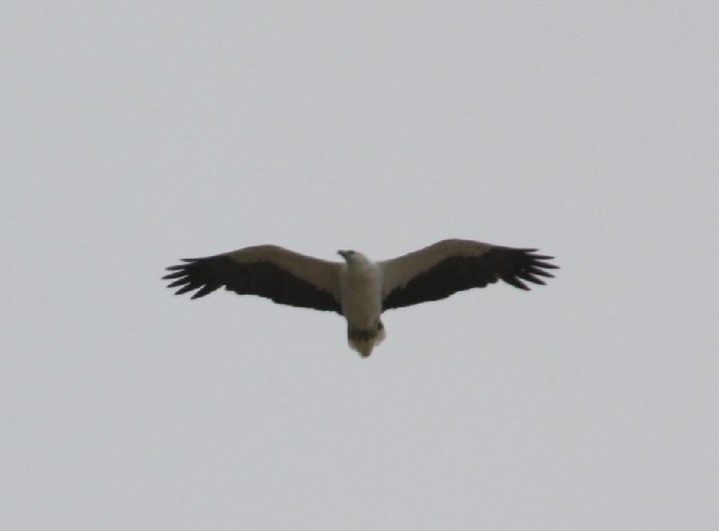 Sea Eagle at Cape Queen Elizabeth.JPG