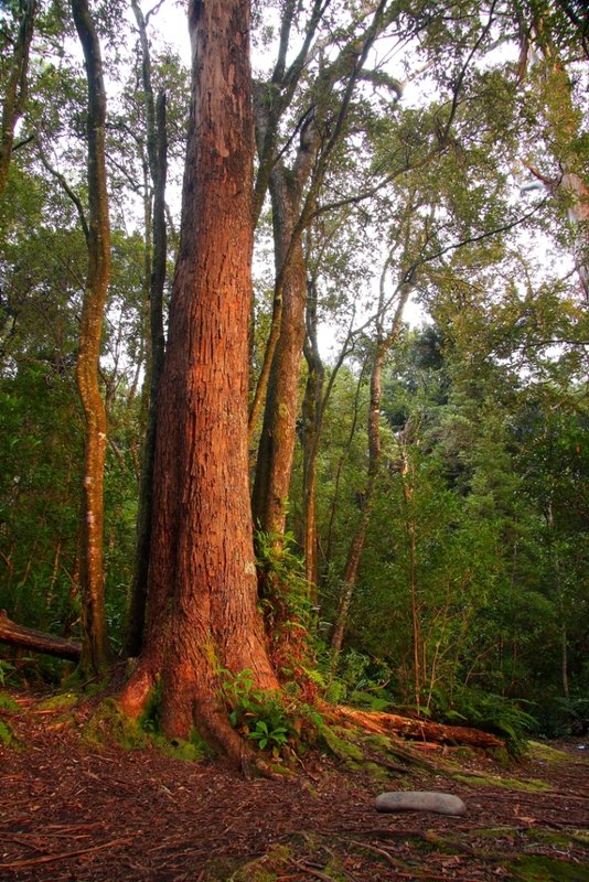 135 Beautiful eucalypt, Little Deadmans Bay campsite 7-3-11.JPG