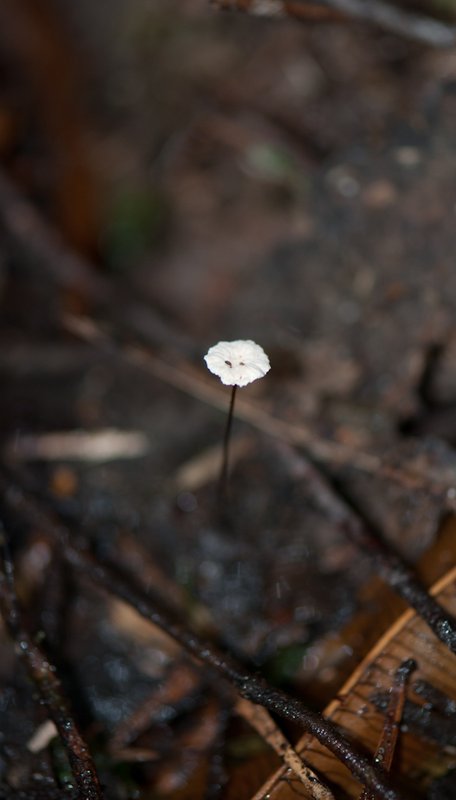 Funghi 6.jpg