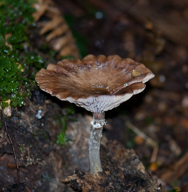 Funghi 2.jpg