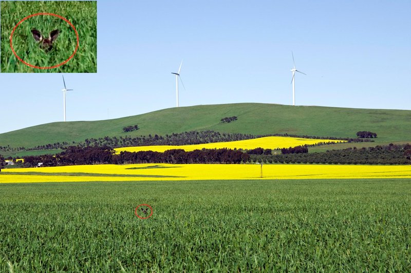 0138WindfarmandEarsB.jpg