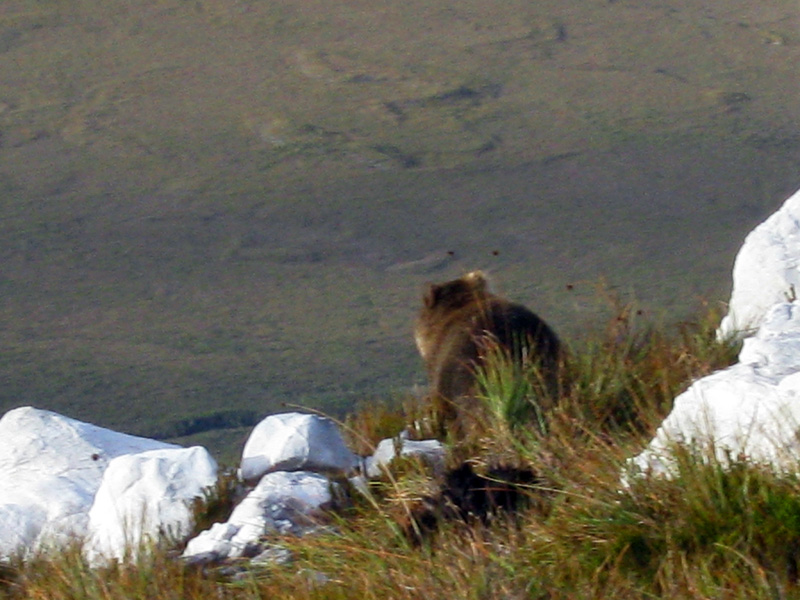 wombat tight.jpg
